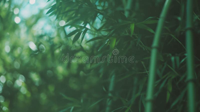 Textură naturală de bambus cu frunze verzi lucioase pentru design și inspirație de decor royalty free illustration