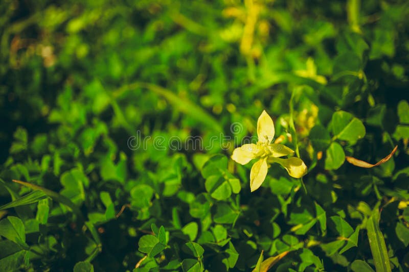The picture describes a texture or background of green leaves, the bright light makes nice and relaxing color. The picture describes a texture or background of green leaves, the bright light makes nice and relaxing color