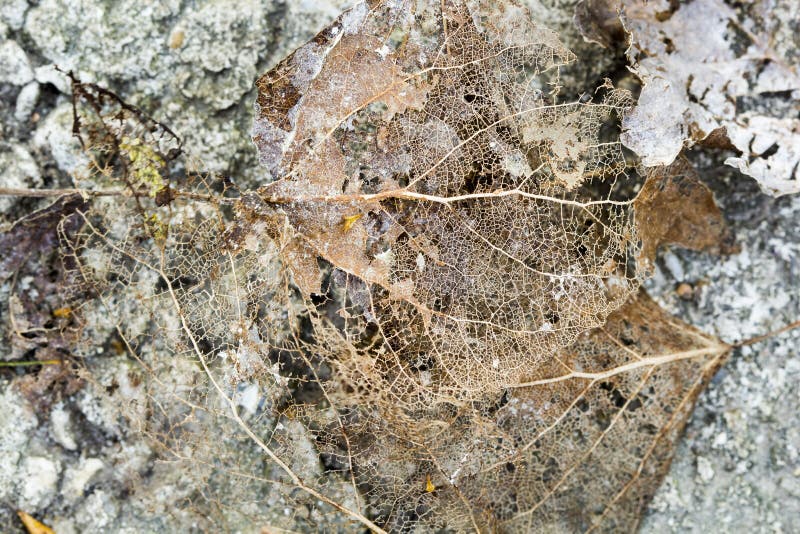 Textuur met rotte bladeren met vezels op een concrete oppervlakte