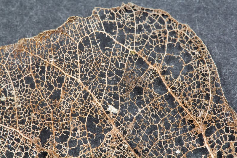 Textuur met rotte bladeren met vezels van een blad