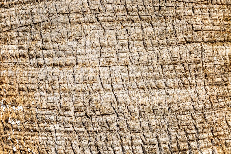 Textuur van boomschors Ongebruikelijke tekening Close-up, Achtergrond Ruimte voor tekst royalty-vrije stock fotografie Textuur van boomschors Ongebruikelijke tekening Close-up, Achtergrond Ruimte voor tekst royalty-vrije stock fotografie