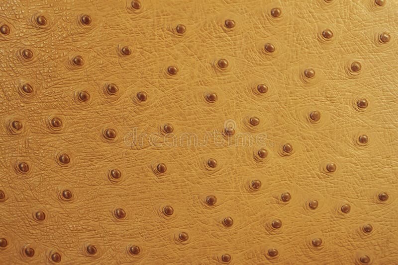 Texture of genuine leather Stamped under the skin of an ostrich close-up, fashion, natural exotic background. Texture of genuine leather Stamped under the skin of an ostrich close-up, fashion, natural exotic background