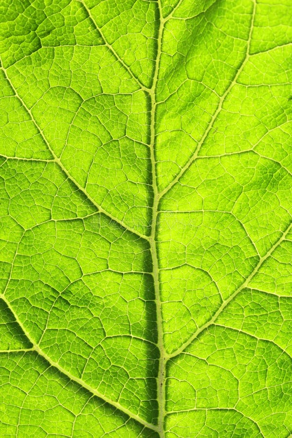textuur van groen blad met aders stock afbeelding textuur van groen blad met aders stock afbeelding