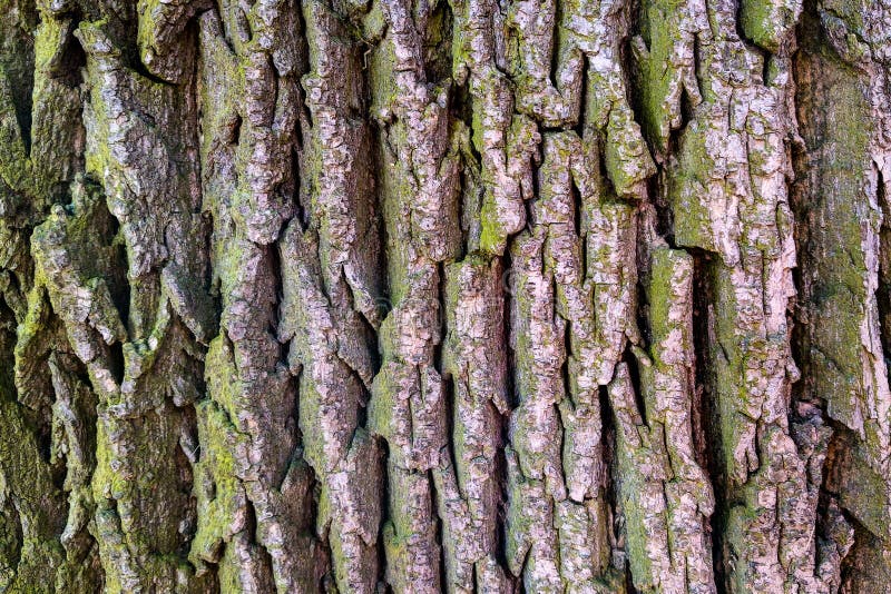 Textuur van natuurlijke schors houten gebruik als natuurlijke achtergrond, stock afbeelding Textuur van natuurlijke schors houten gebruik als natuurlijke achtergrond, stock afbeelding