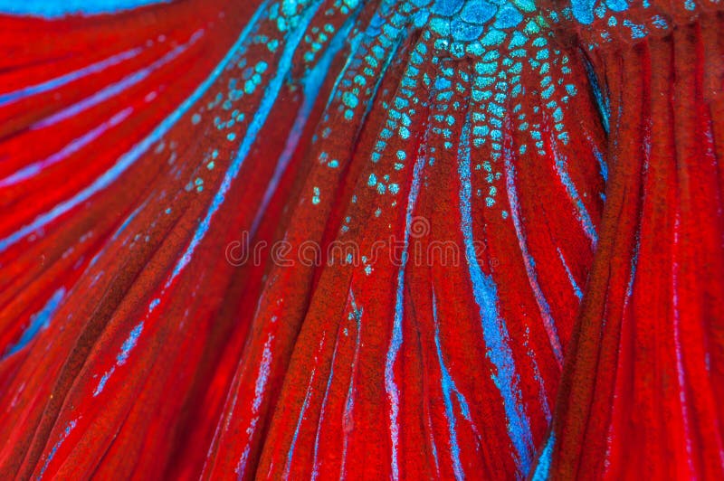 Textuur van rode staart siamese het vechten vissen (betta splendens) stock fotografie Textuur van rode staart siamese het vechten vissen (betta splendens) stock fotografie