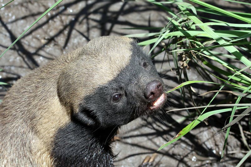 A honey badger in a wildlife center in South Africa. A honey badger in a wildlife center in South Africa.