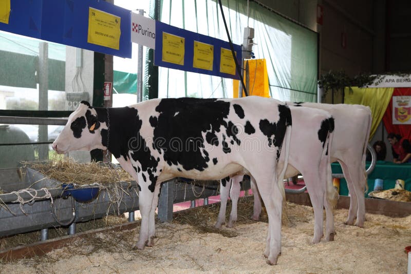 68th International Trade Fair Dairy Cattle The International Dairy Cattle is now among the top three events in the world for the dairy industry and is an essential tool for professionals in the field and a four-day meeting and comparisons on the main topics of the milk sector. cows on display. 68th International Trade Fair Dairy Cattle The International Dairy Cattle is now among the top three events in the world for the dairy industry and is an essential tool for professionals in the field and a four-day meeting and comparisons on the main topics of the milk sector. cows on display.