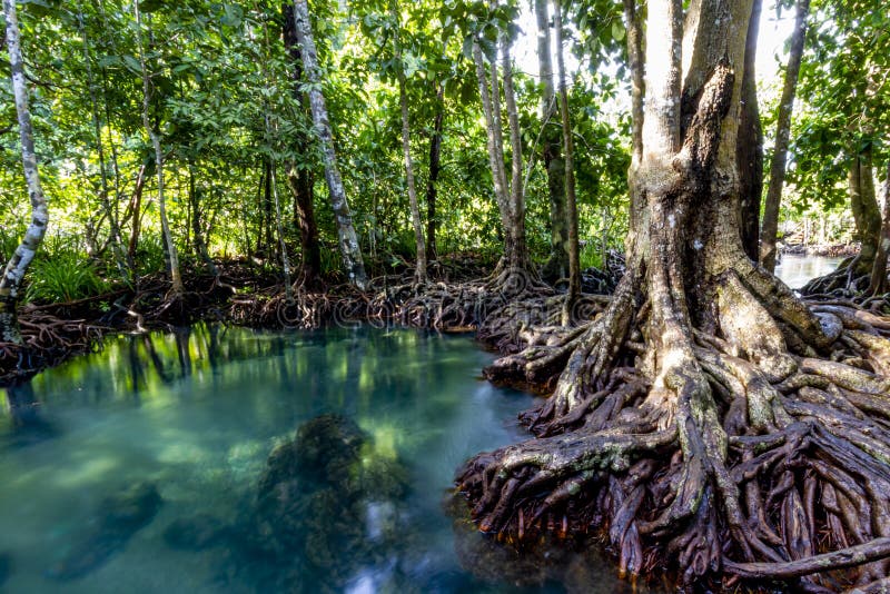 Tha Pom Klong Song Nam - Krabi Tailandia immagini stock Tha Pom Klong Song Nam - Krabi Tailandia immagini stock