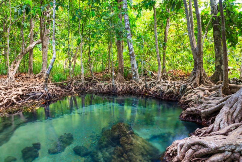 Tha Pom, the mangrove forest in Krabi, Thailand