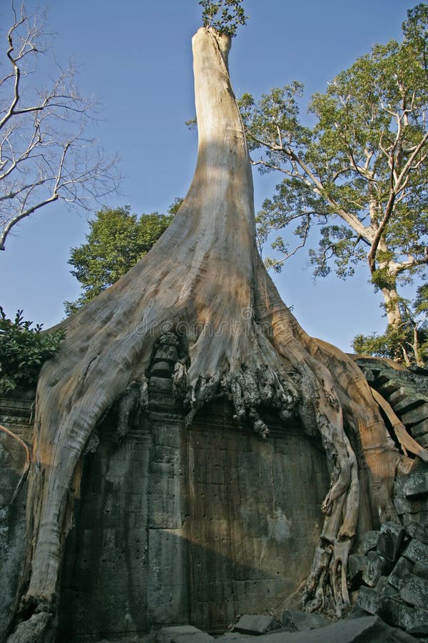 Tha Prohm, Angkor, Cambodia