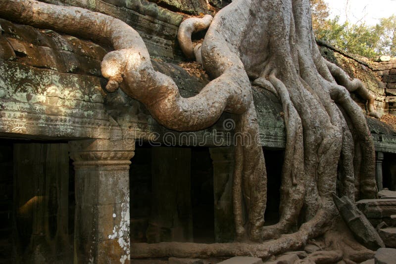 Tha Prohm, Angkor, Cambodia