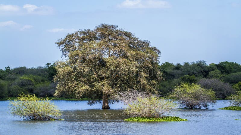 Thabbowa sanctuary, Puttalam, Sri Lanka