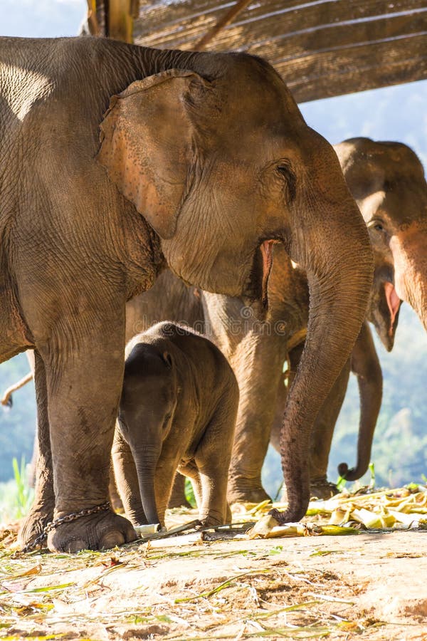 Thai Baby Elephant and Mother Stock Photo Image of bangkok, eating