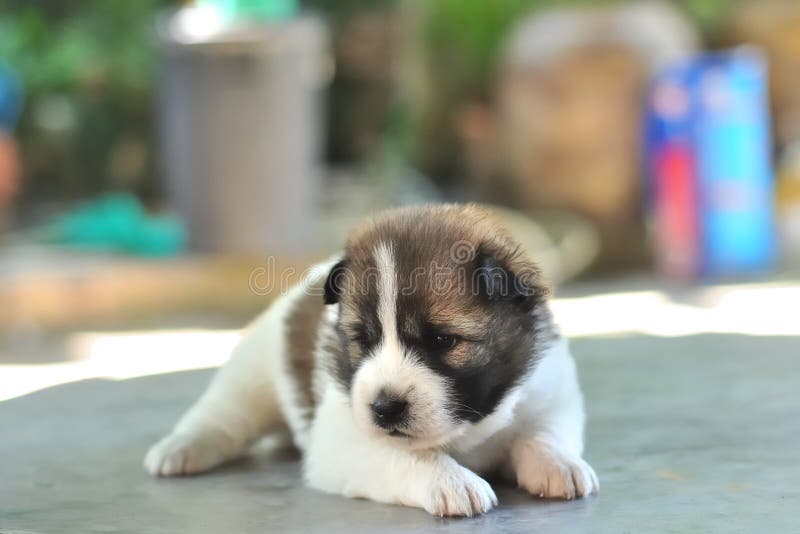 Thai Bangkaew Dog, Bangkaew Puppy Portrait Stock Image - Image of cute ...