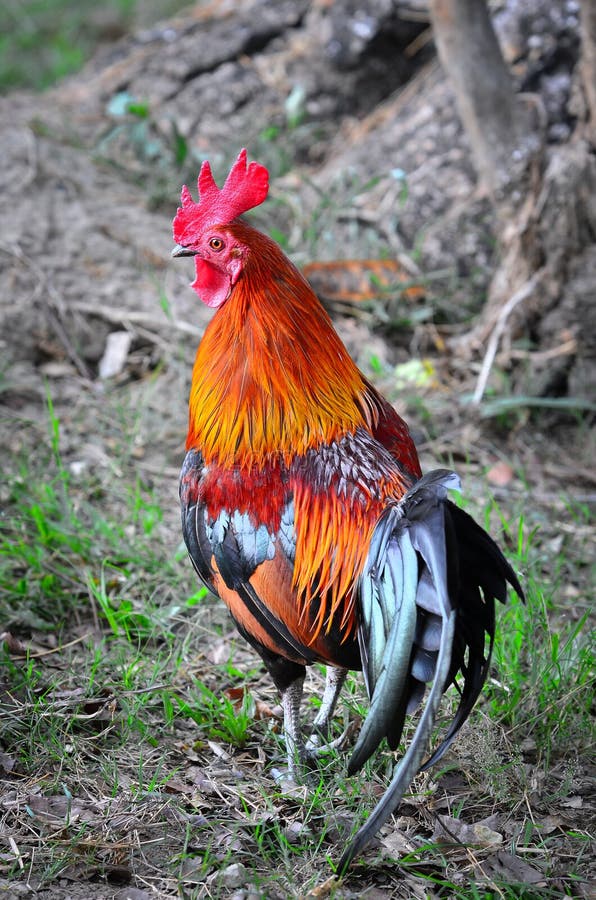 Thai bantam chicken stock photo. Image of buddhistm, aggressive 40868142