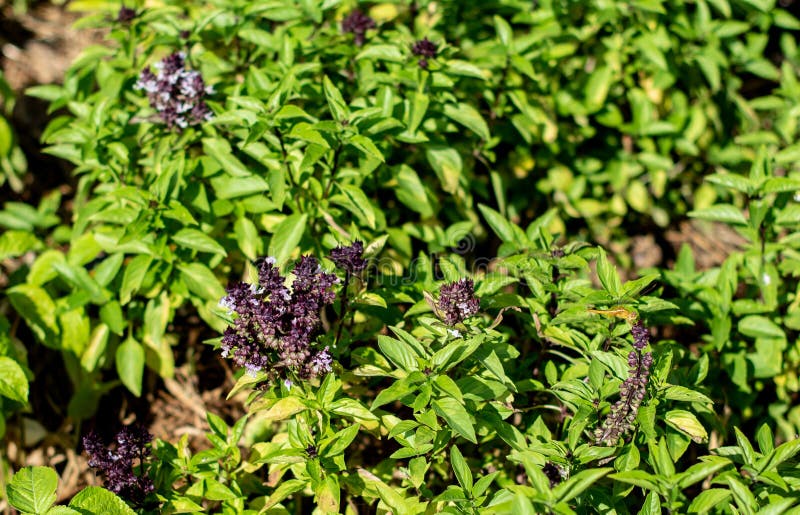 Thai basil flower blooming stock image. Image of agriculture 135209595
