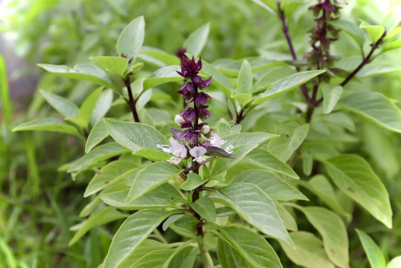 Thai Basil Flower are Blooming Stock Photo Image of background