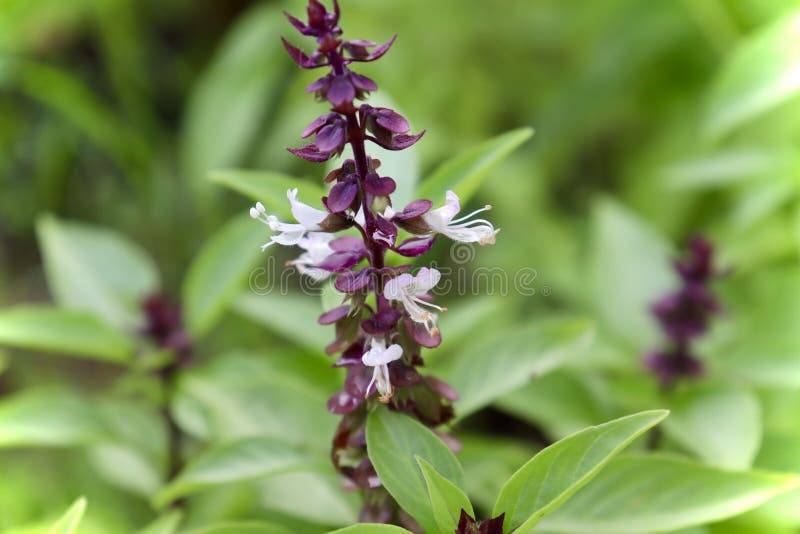 Thai Basil Flower are Blooming Stock Image Image of food, botany