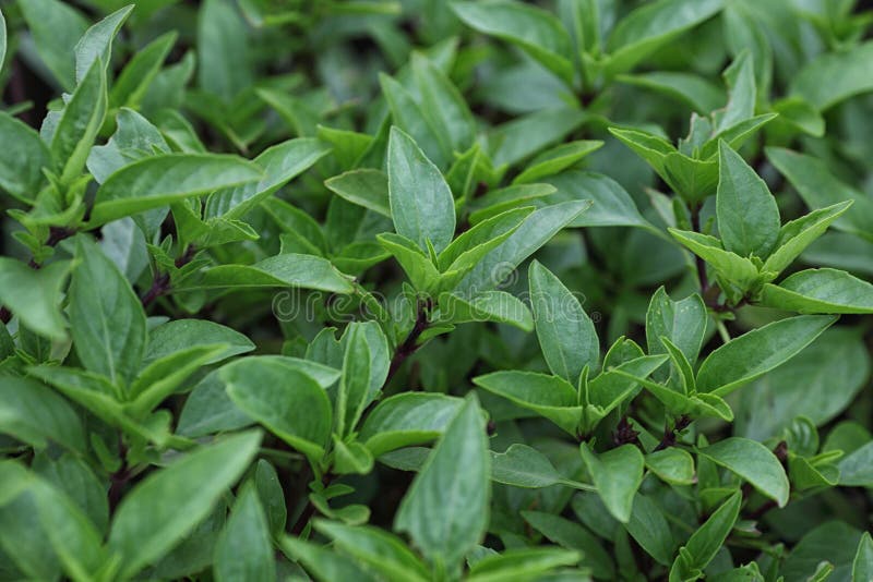 Thai Basil