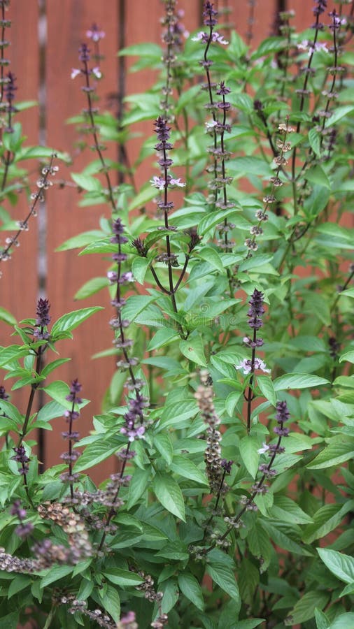 Thai Basil Growing in Garden O. Basilicum Var Stock Image Image of organic, floral 302024131