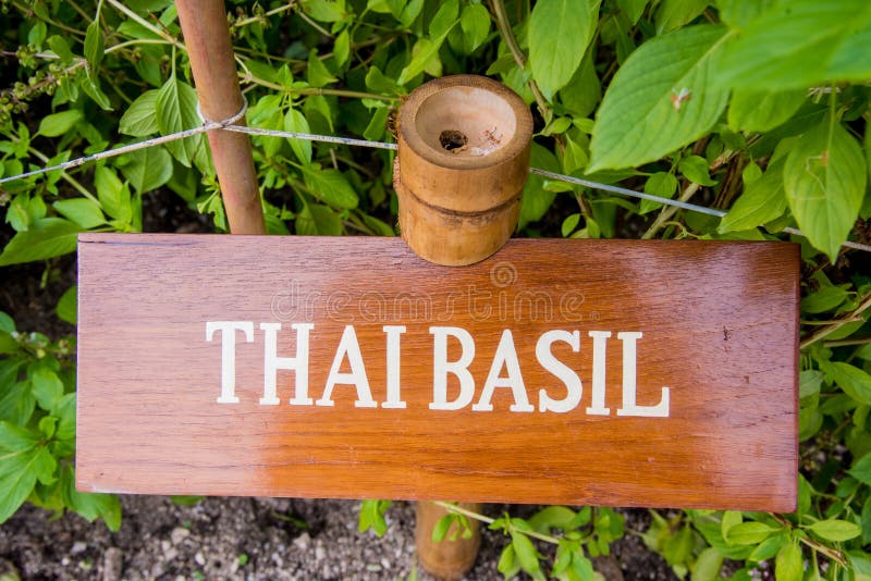 Thai Basil Herb in the Garden Stock Photo Image of blossom, grower