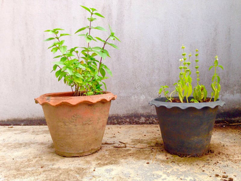 Thai basil and holy basil stock image. Image of basil 53311121