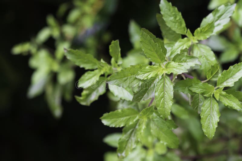 Thai Basil leaves stock photo. Image of vegetable, aromatic 198946804