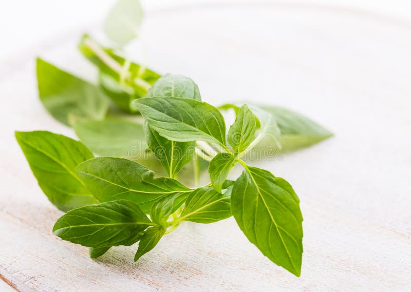 Thai basil leaves stock photo. Image of asia, isolated 149476222