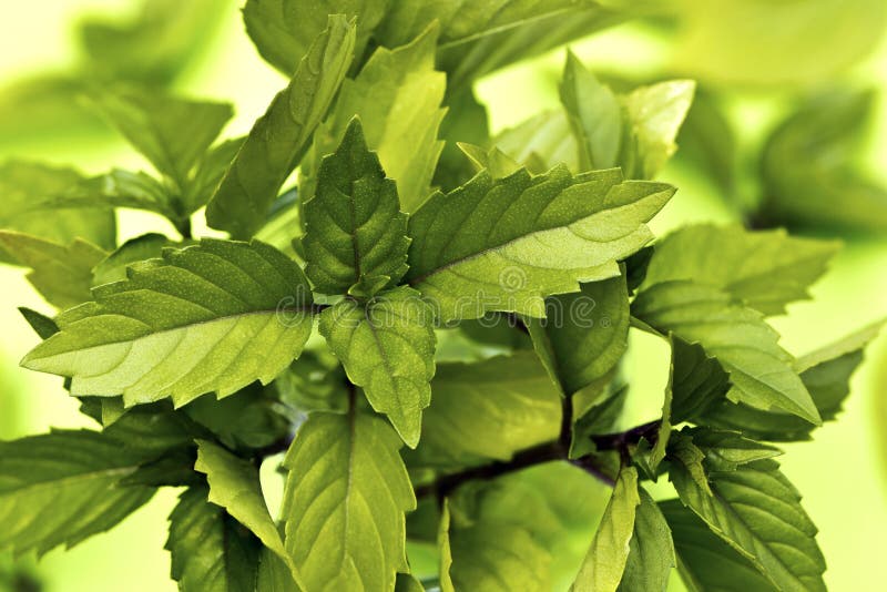 Thai basil stock image. Image of basil, background, nise 95841931