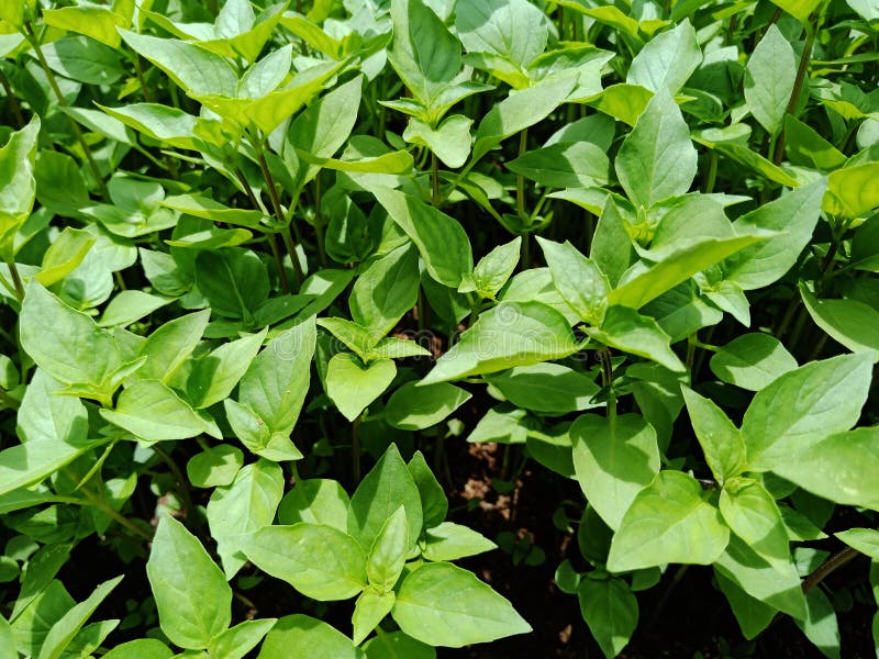 Thai basil sping bright green leaves plant growing in the sunny at vegetable garden background.