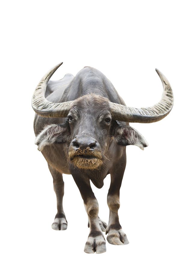 Thai buffalo Isolated with clipping path stock photos