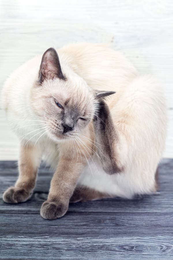 The Thai cat scratches the ear with its back paw on a wooden table