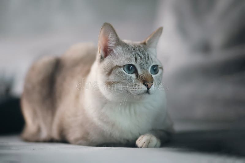 Thai Cat Sleeping on Sofa in the House. White Tabby Cat Resting on the