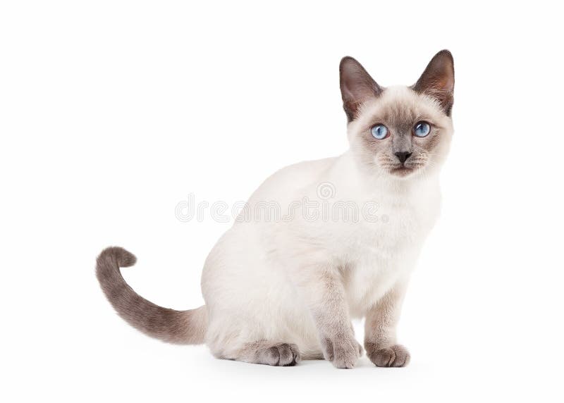 Thai Cat on White Background Stock Photo - Image of nice, blue: 29219564