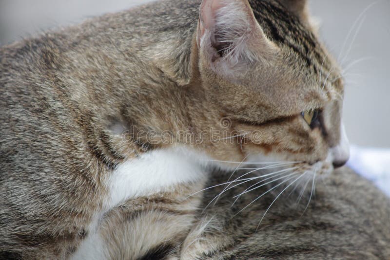 Cats are Cleaning the Body Every Day. Stock Photo Image of playing