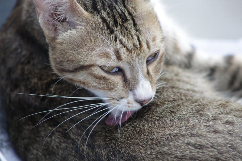 Cats are Cleaning the Body Every Day. Stock Photo Image of playing