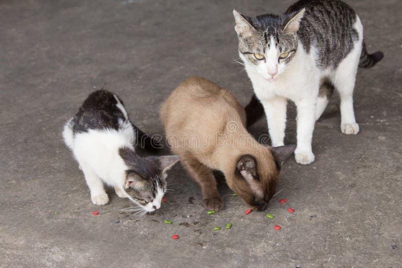 Animal Eating Tablets Stock Photos Free & RoyaltyFree Stock Photos