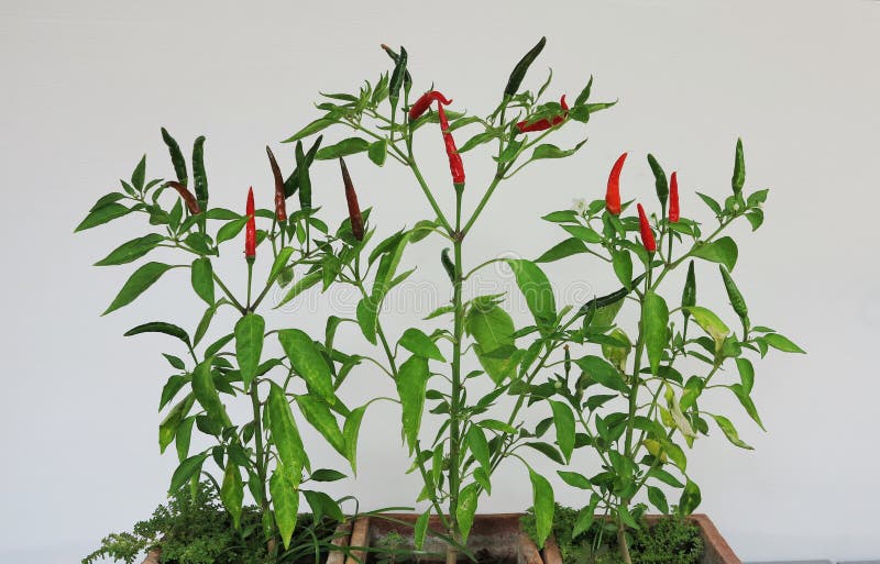 Thai Chili Trees with Red and Green Chilies on the Tree Stock Photo
