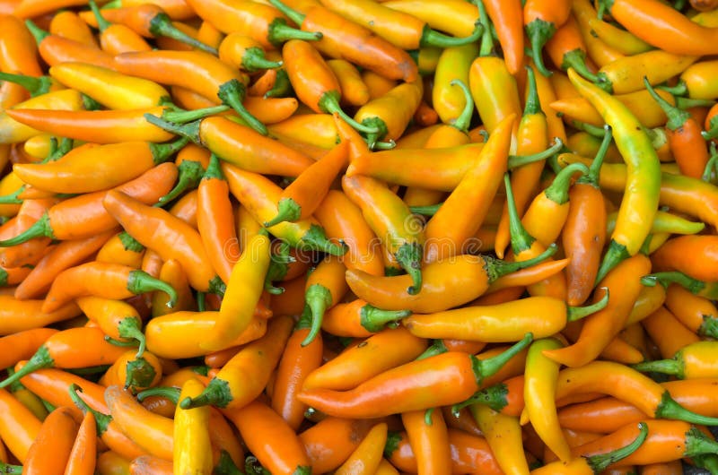 Thai Chilli stock photo. Image of food, organic, market 78505960