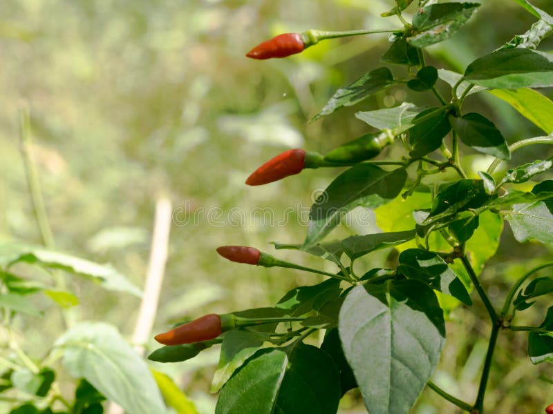 Chilli Gardens, Chilli Fruit, Chili Trees, Residents of Aceh, Indonesia