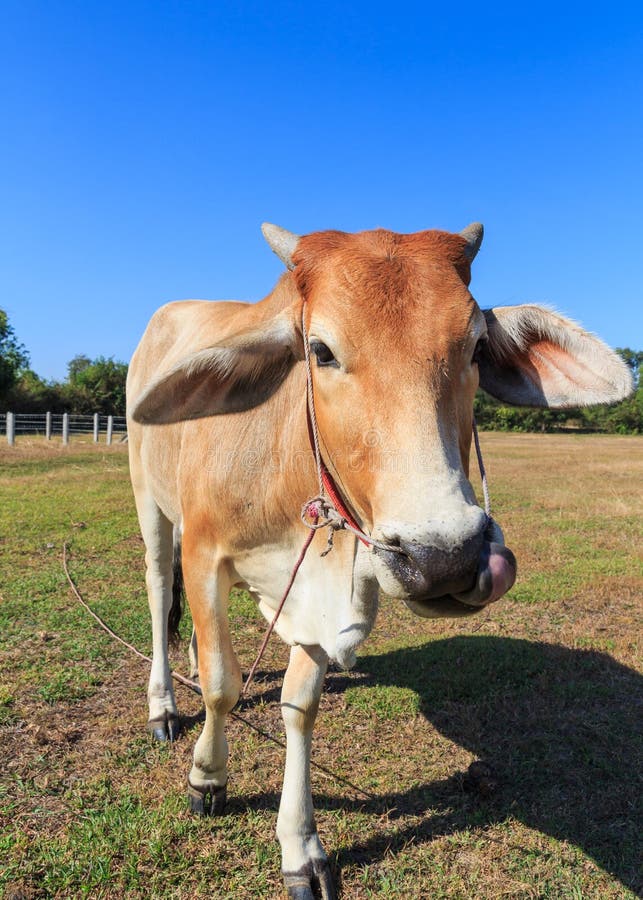 Thai Cow in the Field with Blue Sky Stock Image Image of cattle