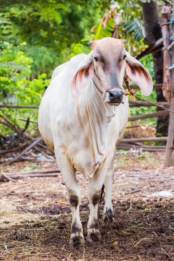 Thai cows in farm stock image. Image of east, grass, indonesia 73582979
