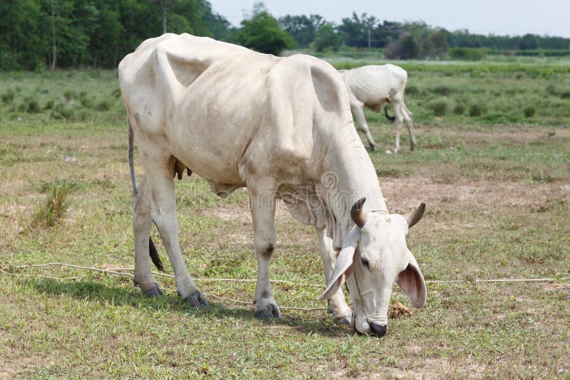 Thai Cows in Field at Thailand Stock Photo Image of cattle, land