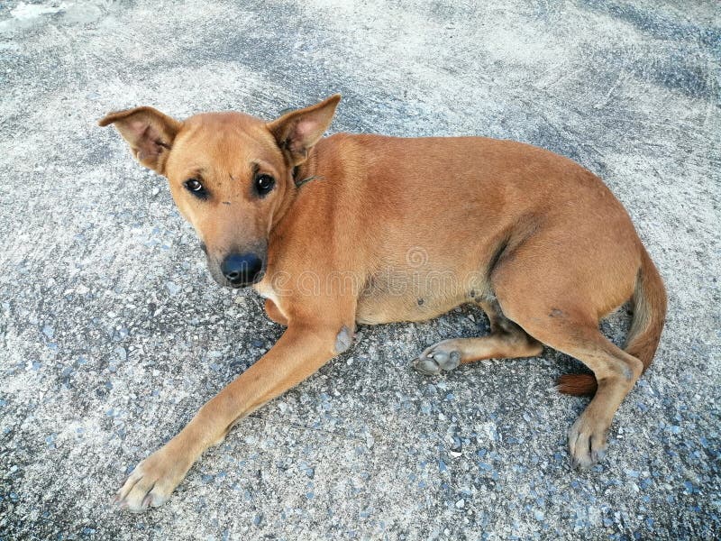 why do dogs lay on hot concrete