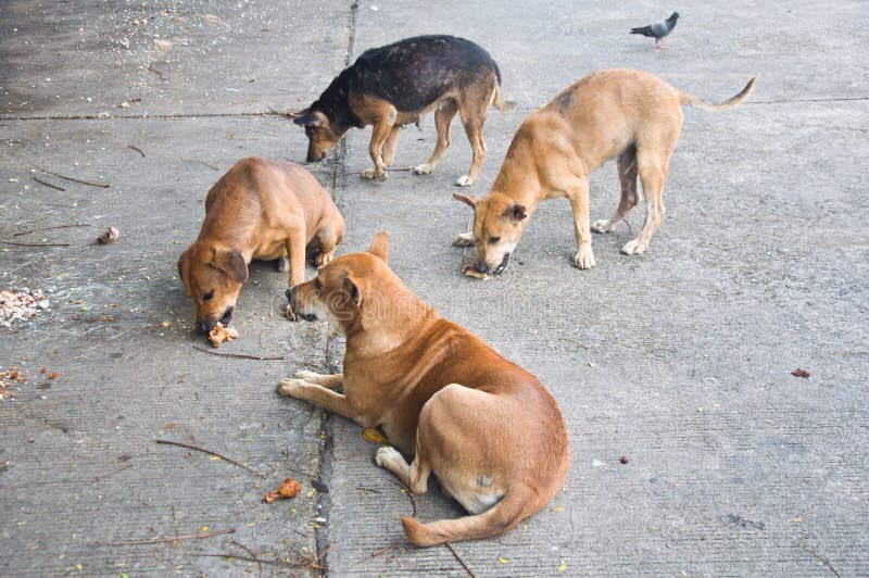 Thai dog stock image. Image of thailand, friend, purebred 36707193