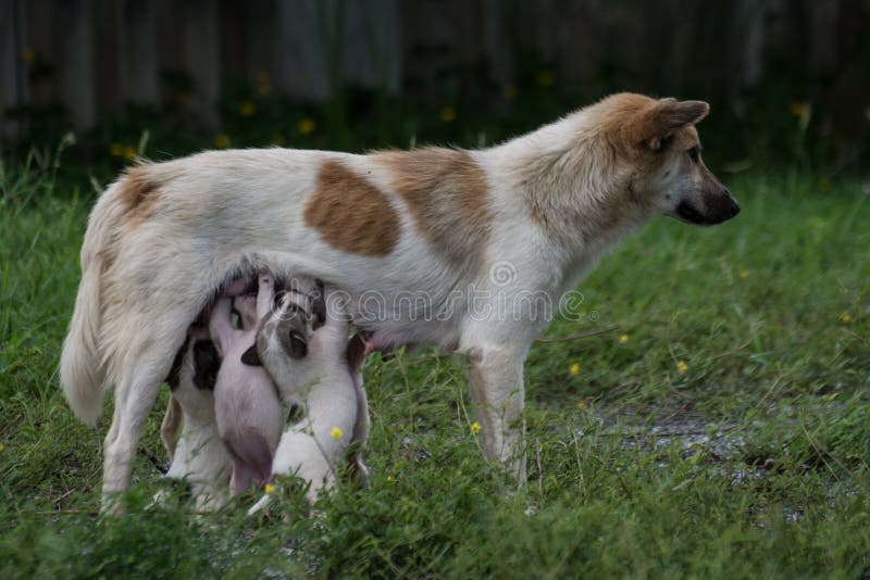 Thai dog feeding puppies stock photo. Image of milk 265094318