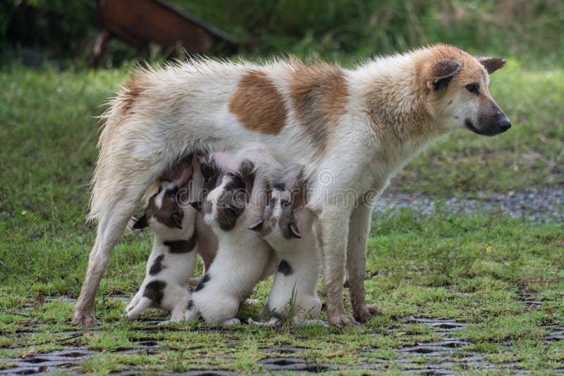 Thai dog feeding puppies stock photo. Image of love 265094342