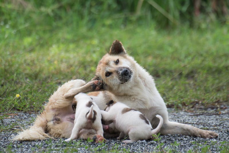 Thai dog feeding puppies stock image. Image of love 265094361
