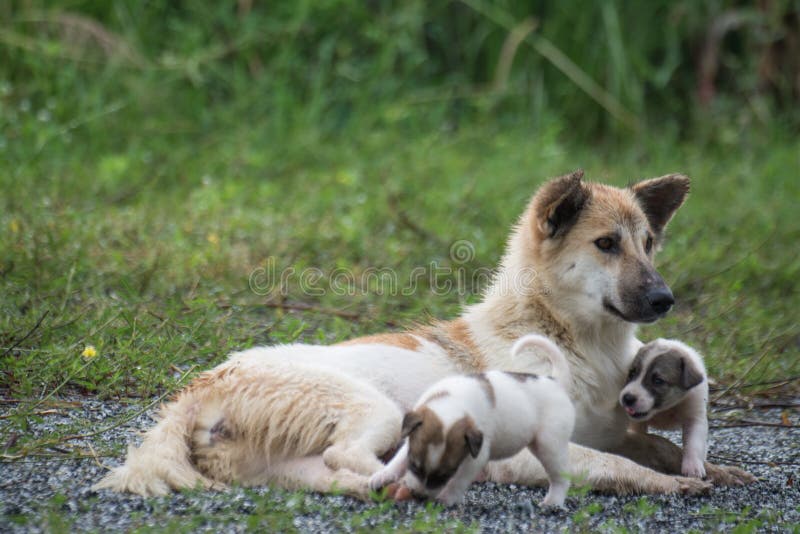 Thai dog feeding puppies stock image. Image of family 265094365
