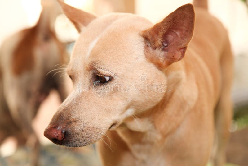 thai dog look me. stock photography thai dog look me. stock photography